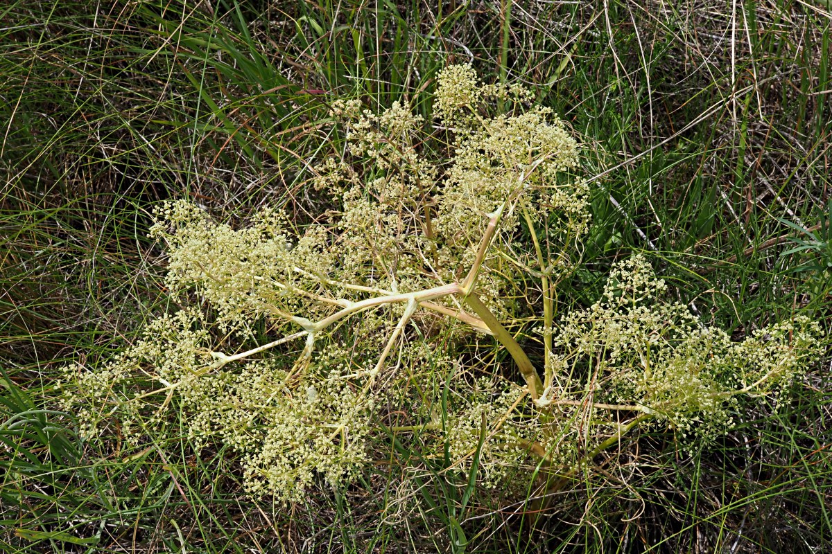 Изображение особи Trinia multicaulis.