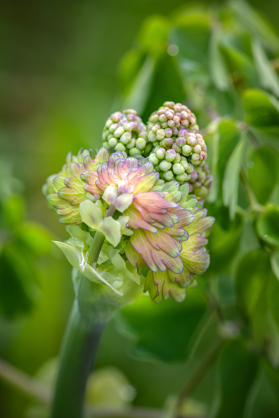 Image of Thalictrum contortum specimen.