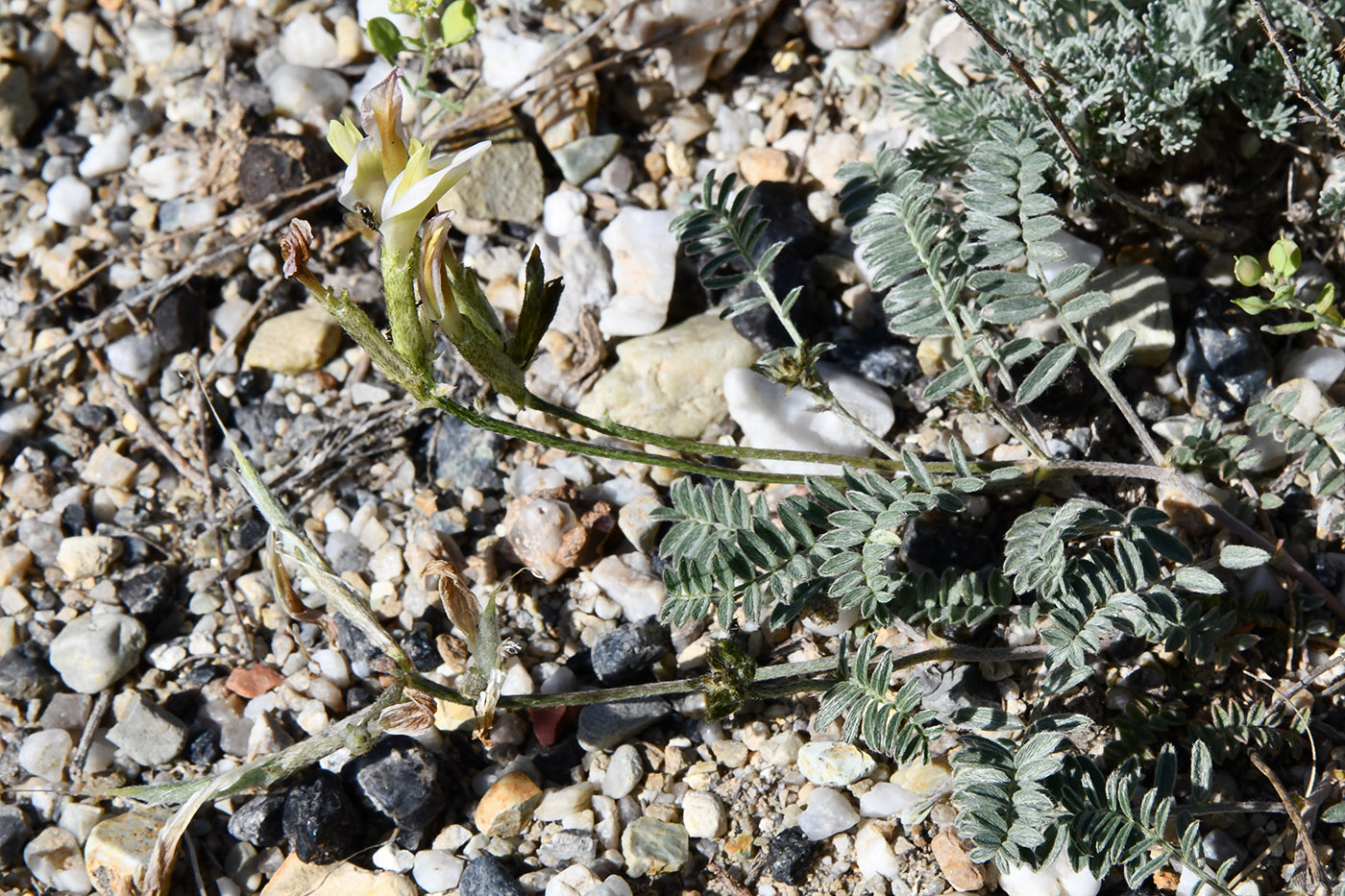 Изображение особи род Astragalus.