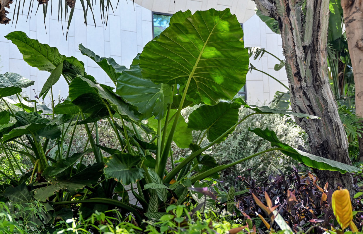 Изображение особи Alocasia odora.