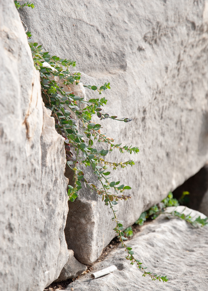 Изображение особи Andrachne telephioides.