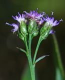 Saussurea neoserrata. Часть общего соцветия с соцветиями-корзинками. Приморский край, Партизанский р-н, окр. г. Находка (мкр-н Врангель), верховья р. Глинка, в редкостойном дубовом лесу. 12.09.2015.