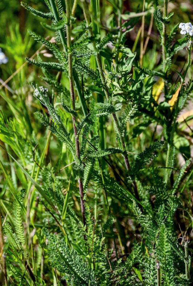 Image of Achillea millefolium specimen.
