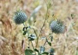 Cousinia integrifolia. Развивающееся соцветие. Узбекистан, Кашкадарьинская обл., Китабский р-н, перевал Тахтакарача, сухой каменистый склон, 1650 м н.у.м. 31 мая 2013 г.