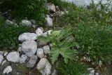 род Heracleum