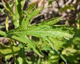 Verbena officinalis