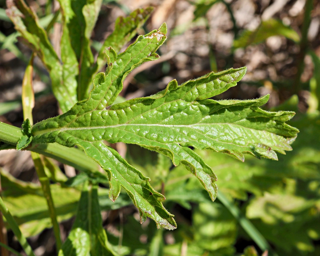 Image of Verbena officinalis specimen.