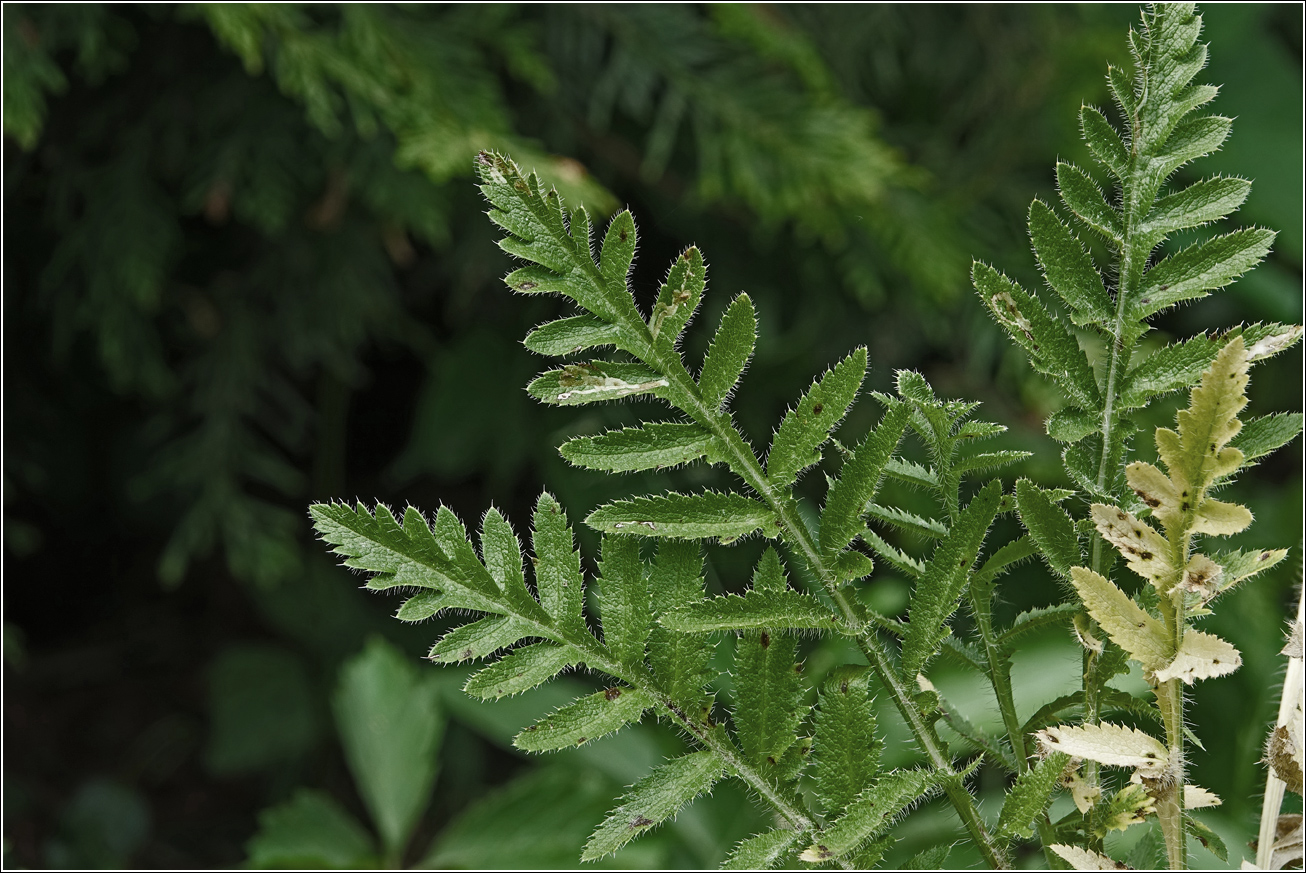 Image of Papaver setiferum specimen.