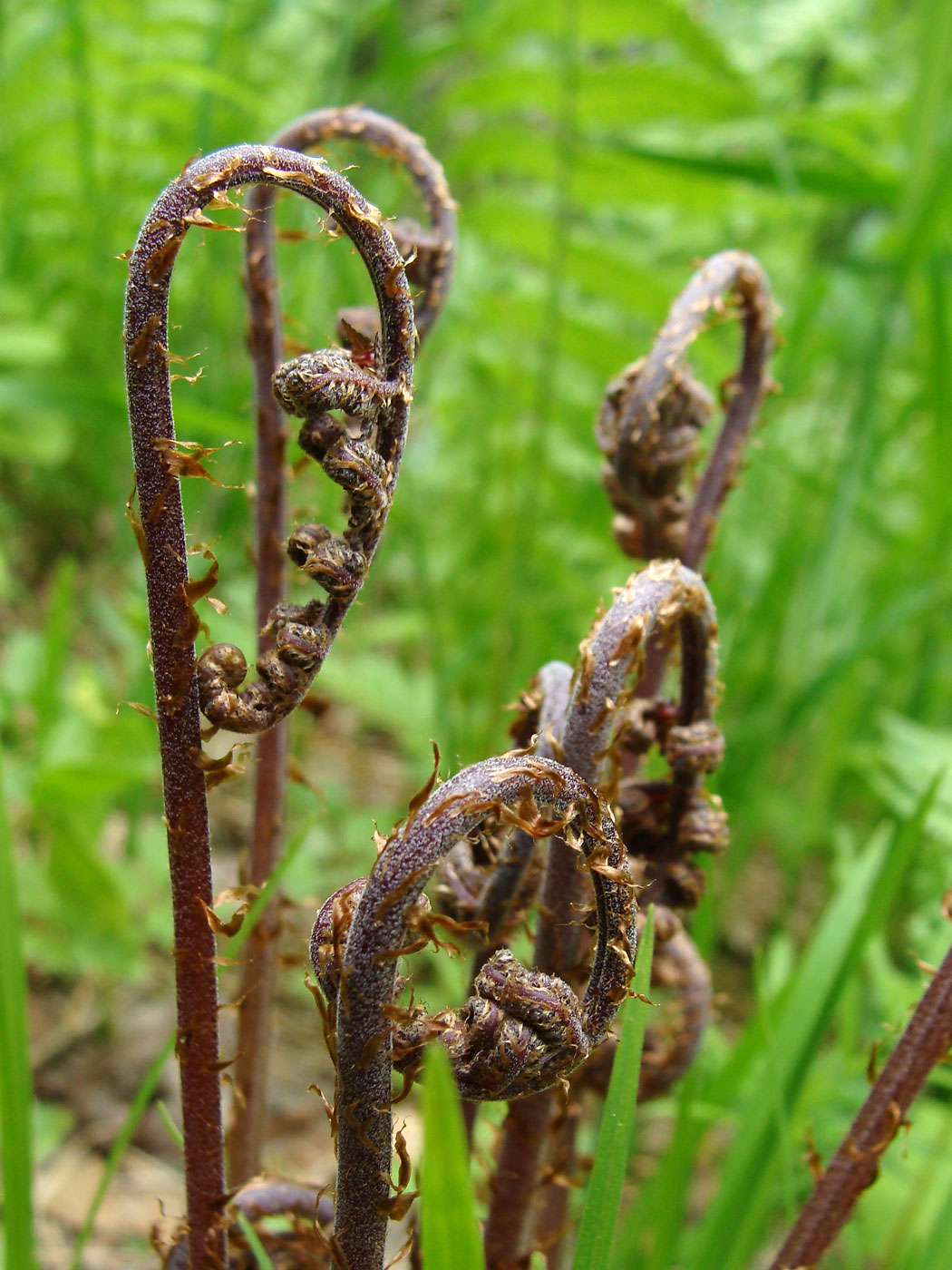 Изображение особи Athyrium sinense.