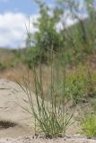 Elytrigia nodosa. Зацветающее растение. Крым, окр. Феодосии, Лисья бухта, сухое русло ручья. 17 июня 2026 г.
