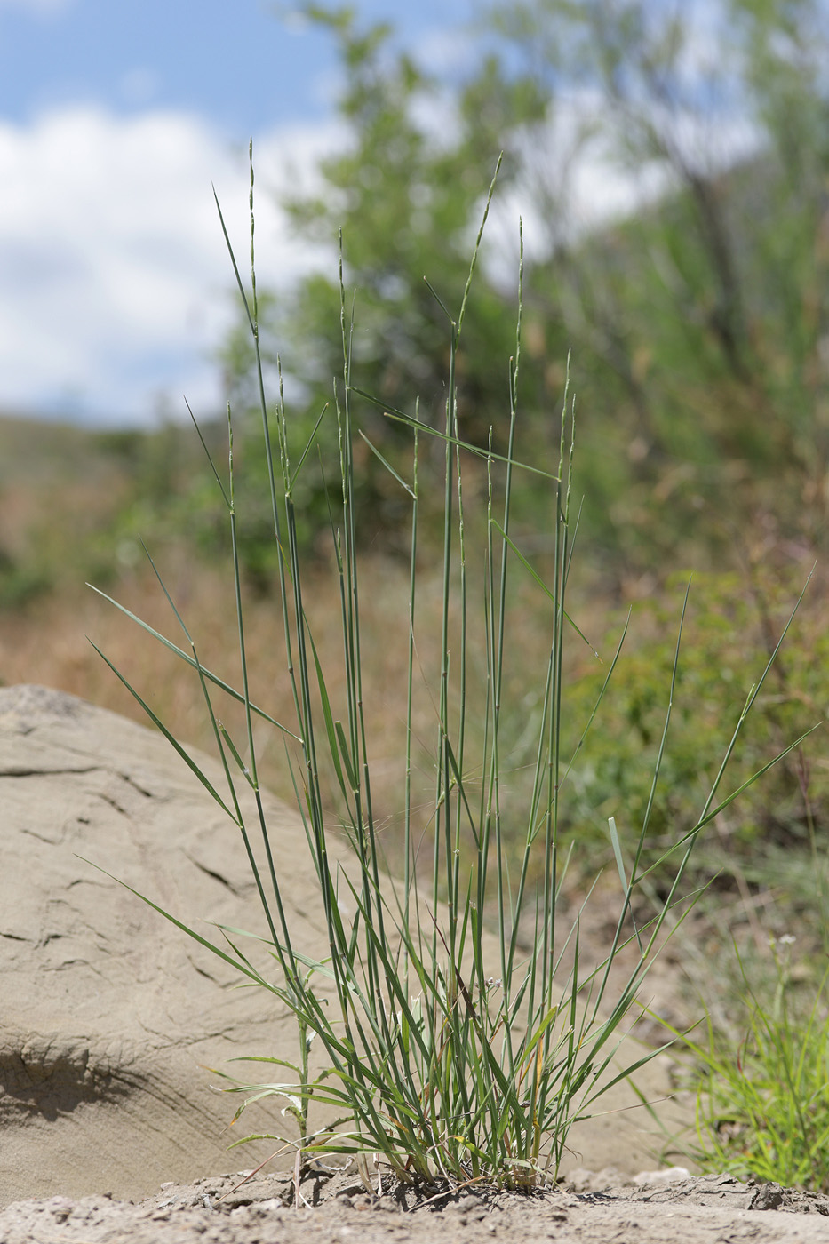 Image of Elytrigia nodosa specimen.