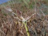 Tragopogon marginifolius