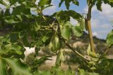 Fraxinus pennsylvanica. Часть ветви с соплодиями. Крым, Севастополь, Инкерман, гора Монастырская. 05.08.2026.