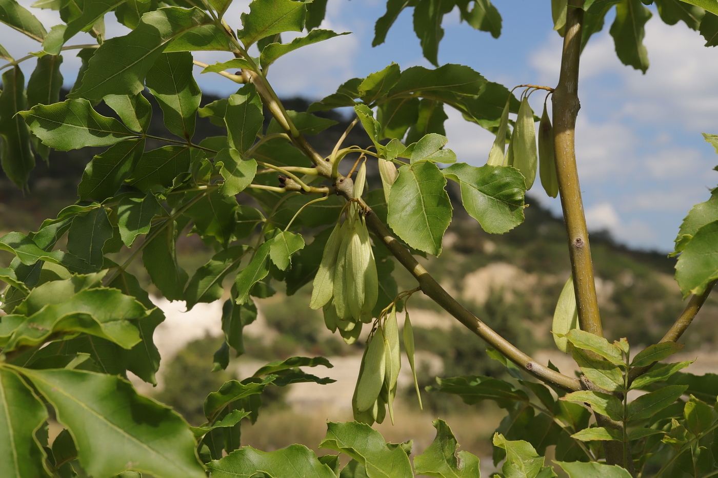 Image of Fraxinus pennsylvanica specimen.