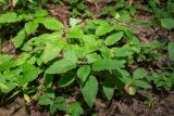 View full-size image Teucrium maximowiczii