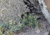 familia Asteraceae. Цветущие растения. Армения, Ширакская обл., гора Артени, привершинная часть. 30.07.2026.