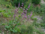 Phlomoides lehmanniana