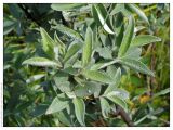 Salix lapponum