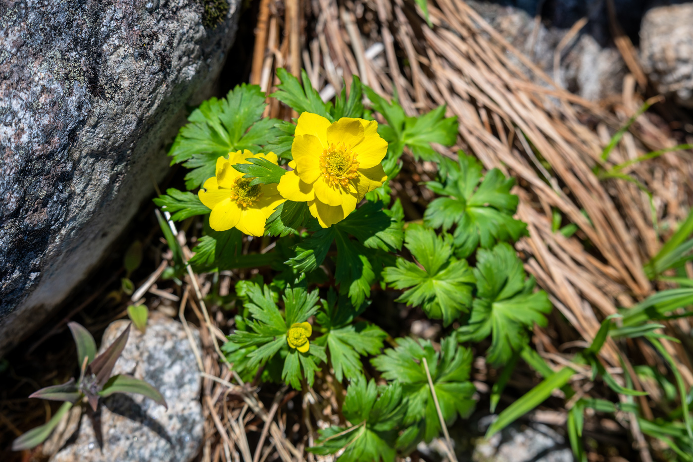 Изображение особи род Trollius.