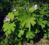 Glaucidium palmatum