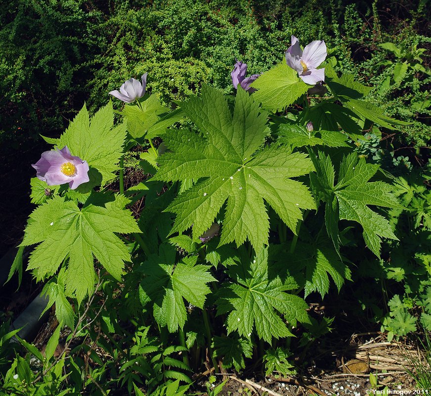 Image of Glaucidium palmatum specimen.
