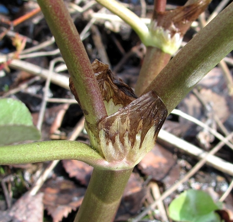 Image of Caltha palustris specimen.