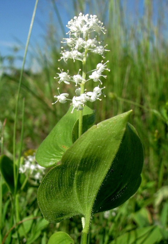 Image of Maianthemum bifolium specimen.