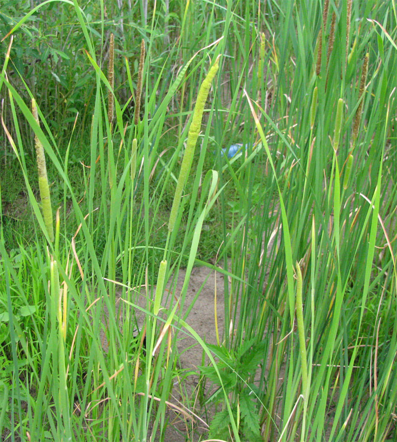 Image of Typha laxmannii specimen.