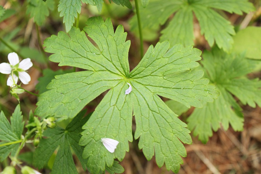 Image of Geranium krylovii specimen.