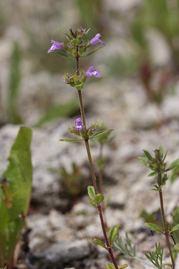 Image of Ziziphora acinos specimen.