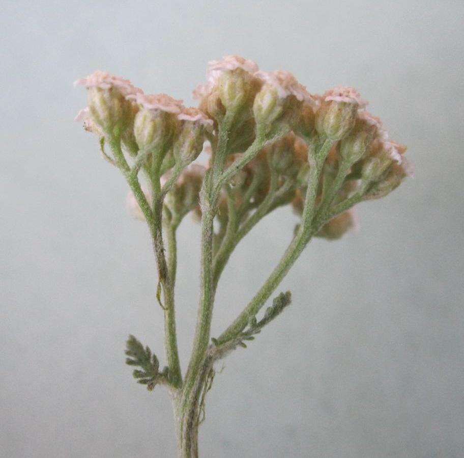 Изображение особи Achillea nobilis.