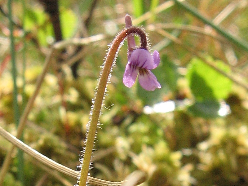 Изображение особи Pinguicula villosa.