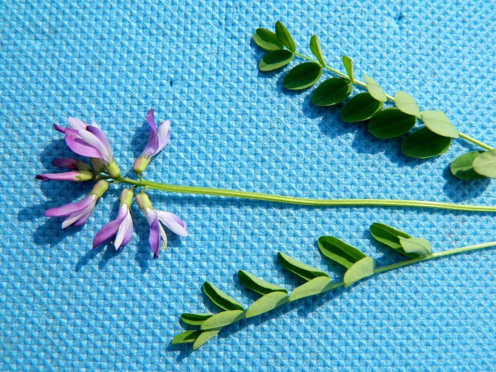 Image of Astragalus subpolaris specimen.