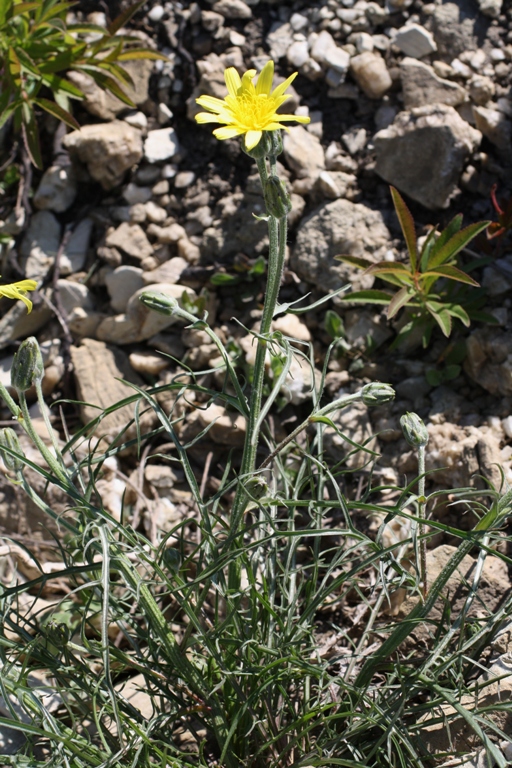 Image of Scorzonera lachnostegia specimen.