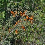 Hippophae rhamnoides. Ветви с созревшими плодами. Республика Татарстан, национальный парк \"Нижняя Кама\", Елабужские луга. 29.08.2011.