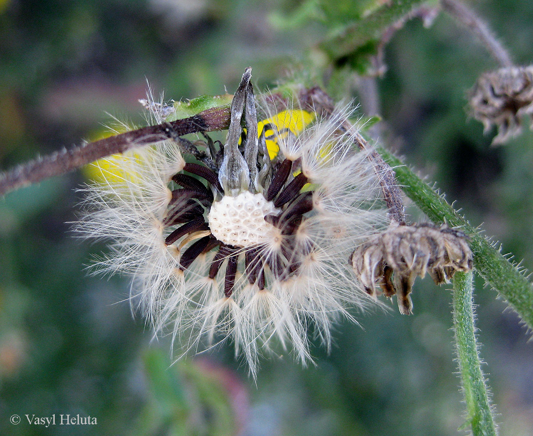 Image of Picris hieracioides specimen.