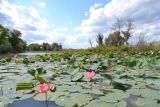 Nelumbo caspica