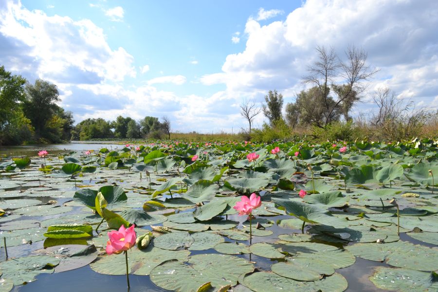 Изображение особи Nelumbo caspica.