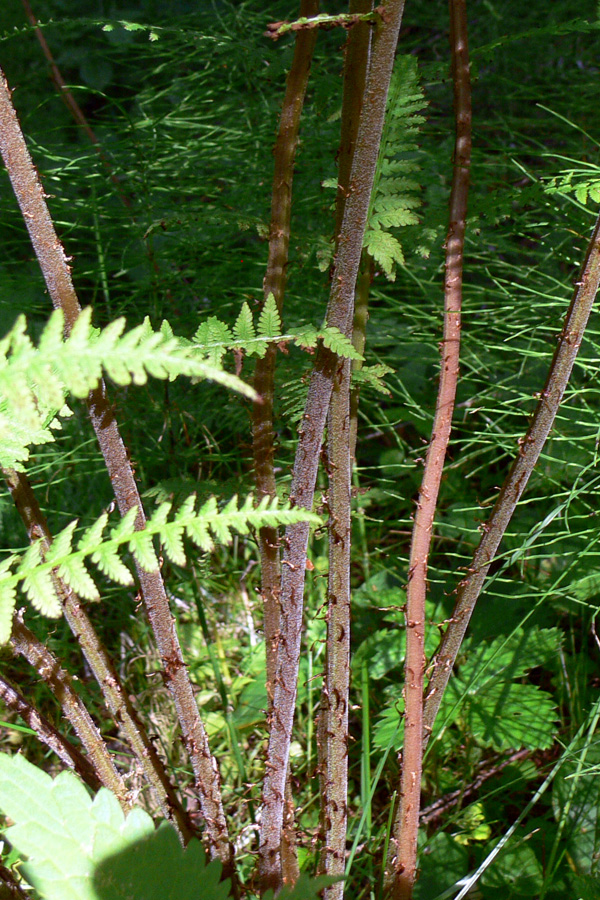 Image of Athyrium filix-femina specimen.