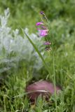 Gladiolus italicus