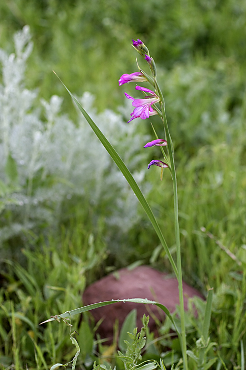 Изображение особи Gladiolus italicus.