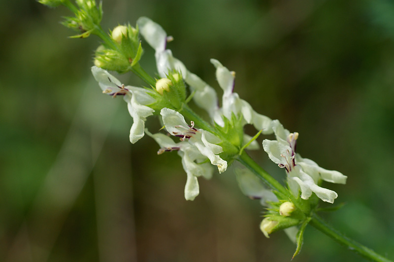 Image of Stachys recta specimen.
