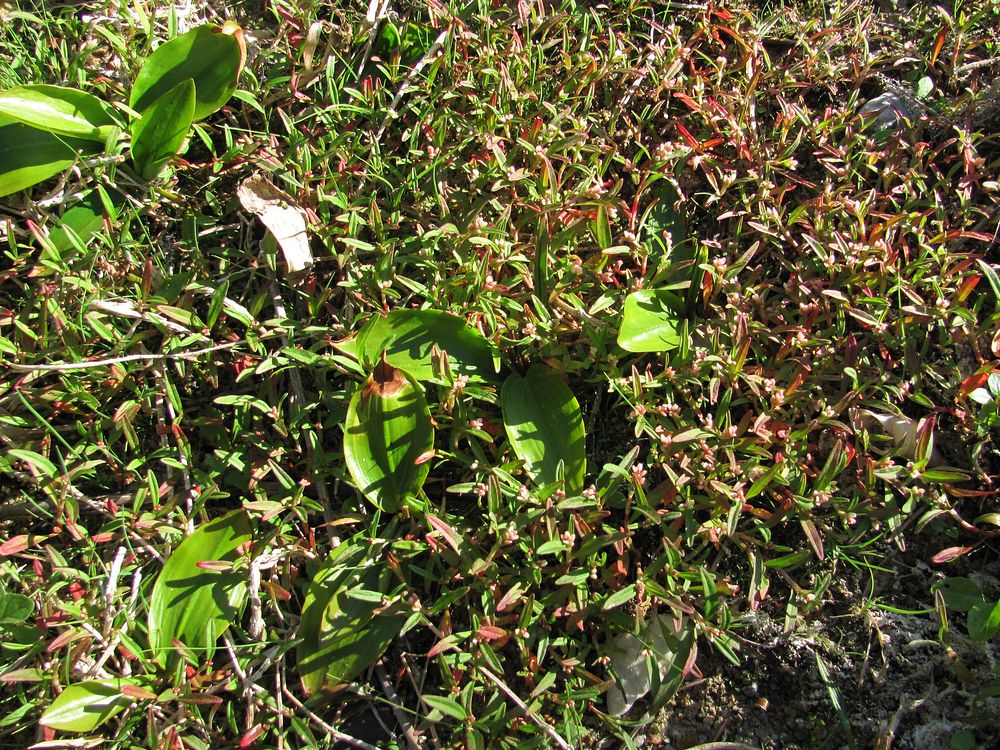 Image of Persicaria &times; hervieri specimen.