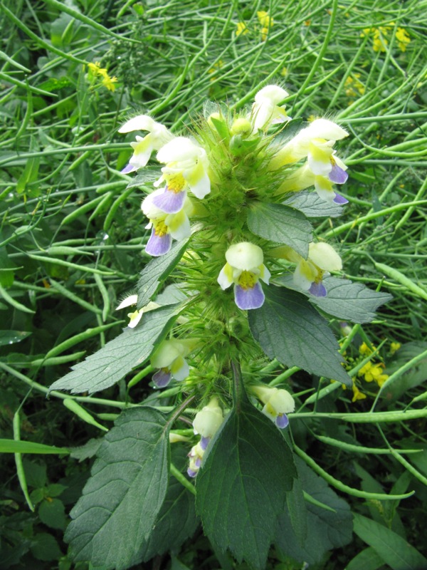 Image of Galeopsis speciosa specimen.