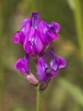 Oxytropis uralensis