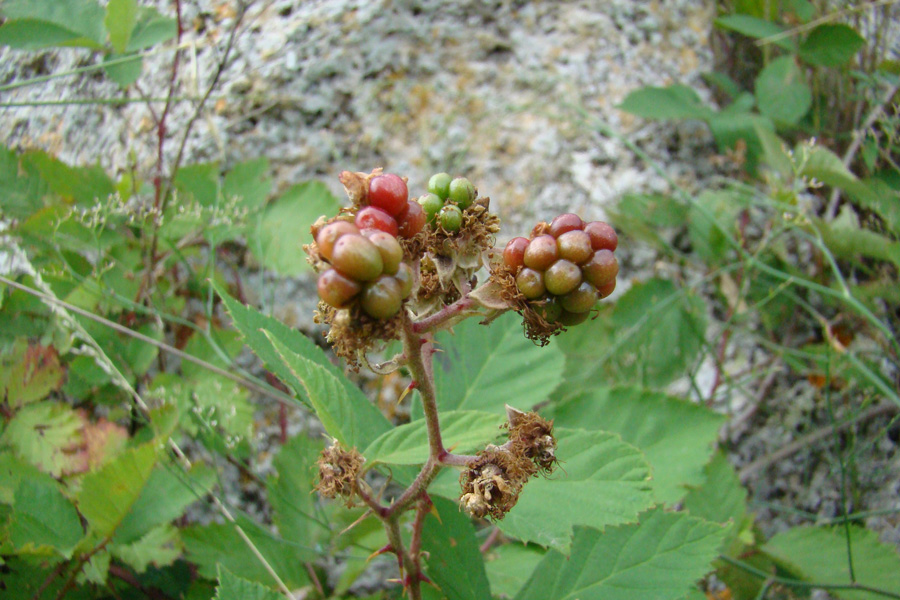 Изображение особи род Rubus.