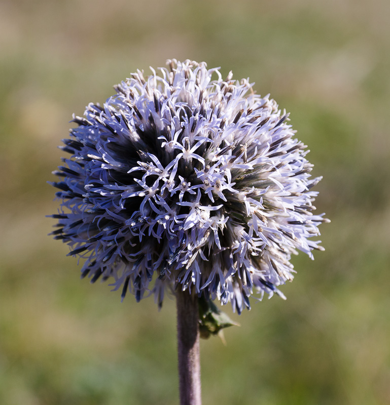 Изображение особи Echinops sphaerocephalus.