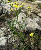 Senecio subdentatus. Цветущее растение. Копетдаг, Чули. Май 2011 г.