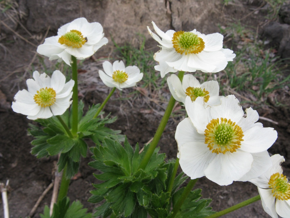 Изображение особи Anemonastrum sibiricum.