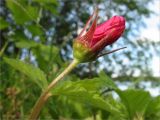 Rubus arcticus. Верхушка побега с бутоном. Карелия, берег оз. Сегозеро. 15.06.2009.